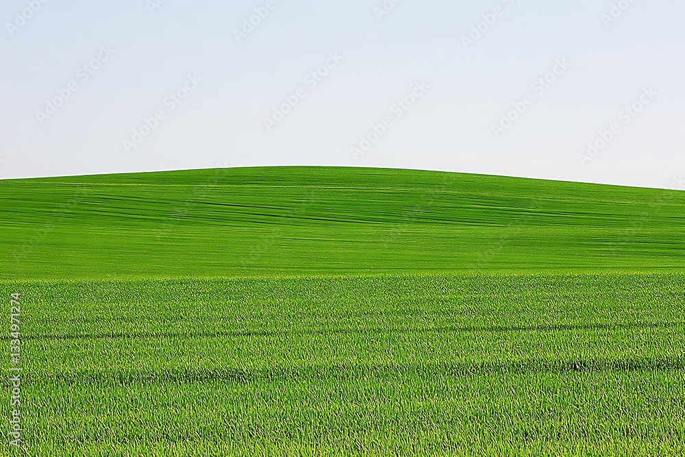 A vibrant green field gently rolling toward the horizon under the sky A vibrant green field gently rolling toward the horizon under the sky