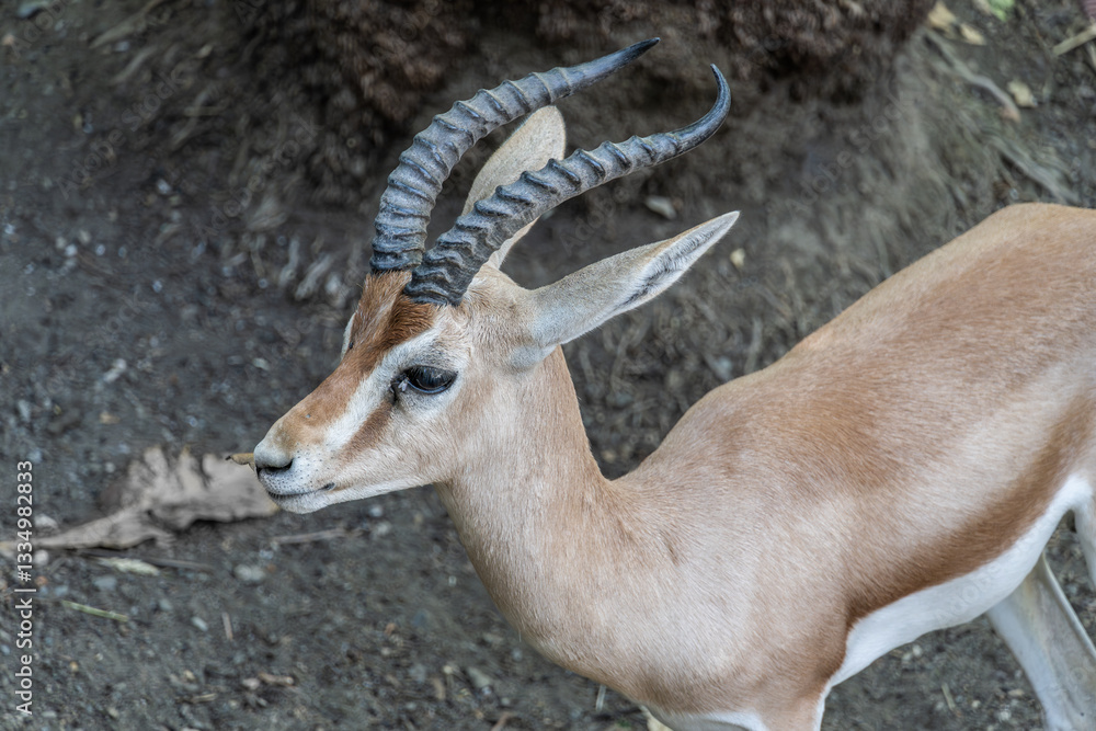 Fototapeta premium Grant's gazelle in natural habitat, close-up view. Close-up of a Grant's gazelle with curved horns, standing on dry ground in a natural environment.