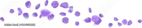 Rose petals purple color flying fresh isolated with romantic background, greeting card decoration
