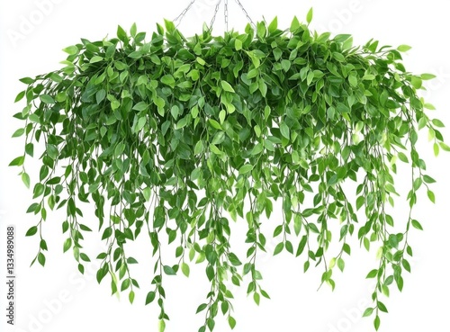 Wallpaper Mural Hanging greenery plant display Torontodigital.ca