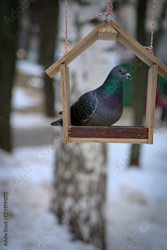 A pigeon sits in a feeder designed for small birds.