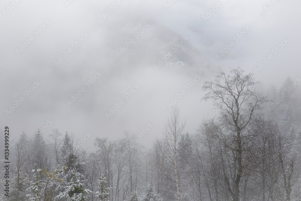 Naklejka premium foggy mountain landscape at a spring day