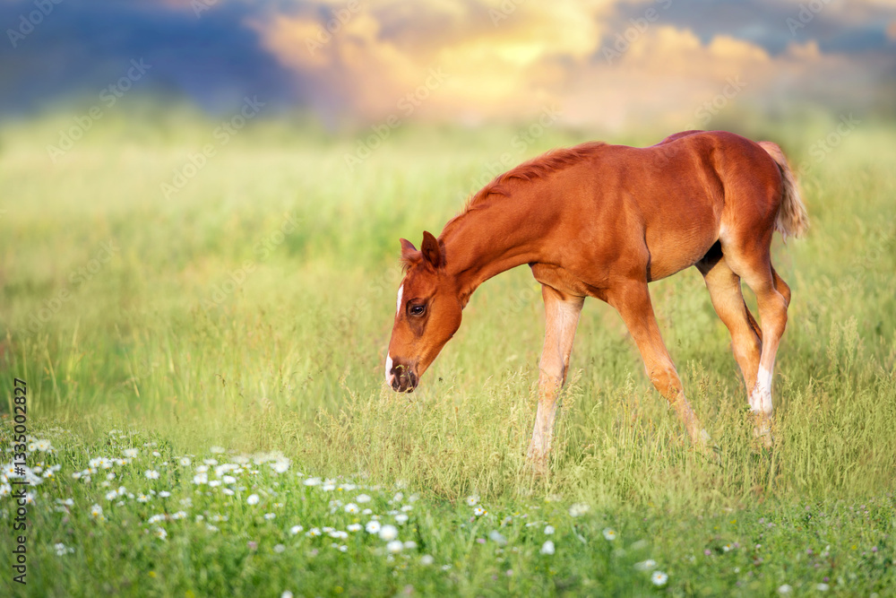 Beautiful colt on green meadow Beautiful colt on green meadow