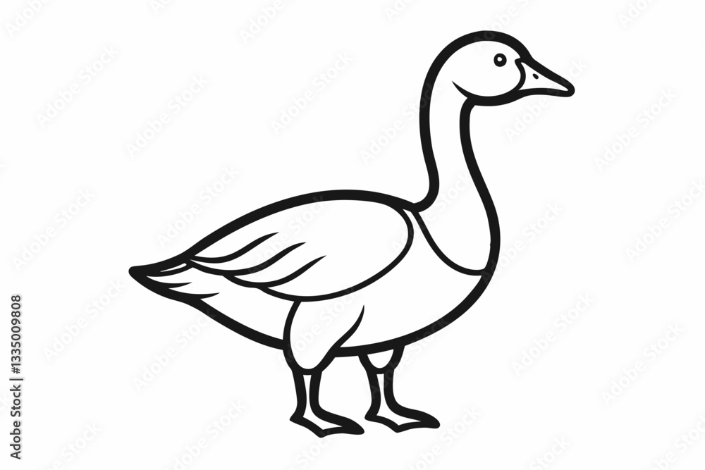 white duck isolated on white white duck isolated on white