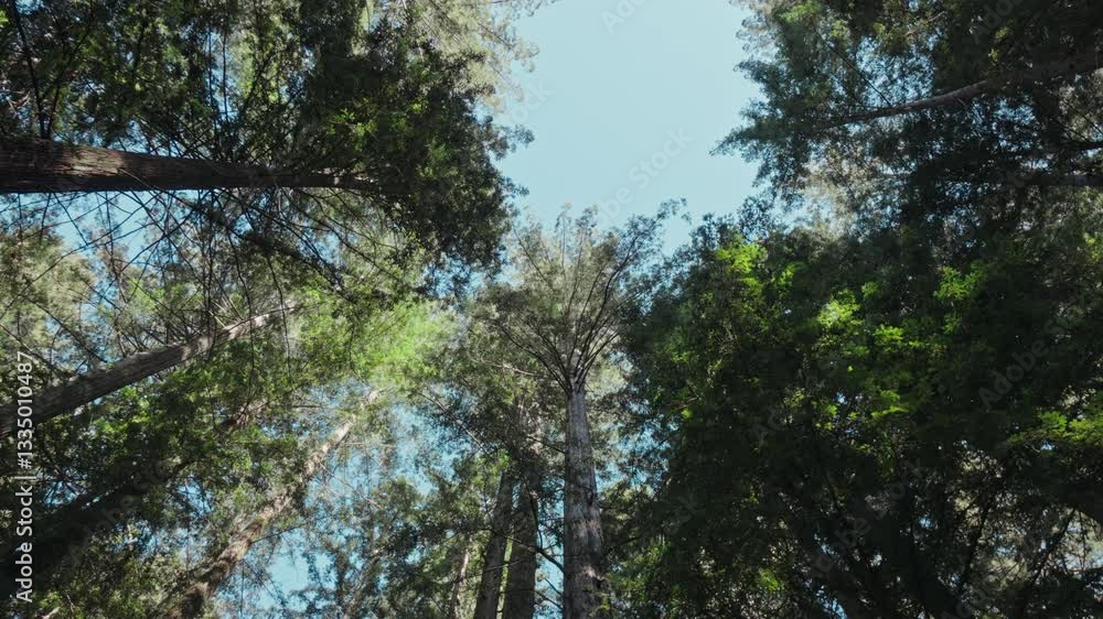 Low angle view of tall trees canopy under blue sky with gentle sunlight Low angle view of tall trees canopy under blue sky with gentle sunlight