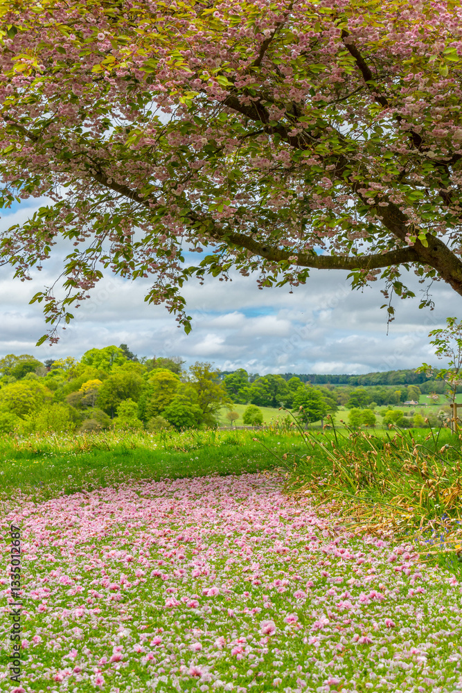 Fototapeta premium spring in Alnwick gardens, Northumberland, United Kingdom 