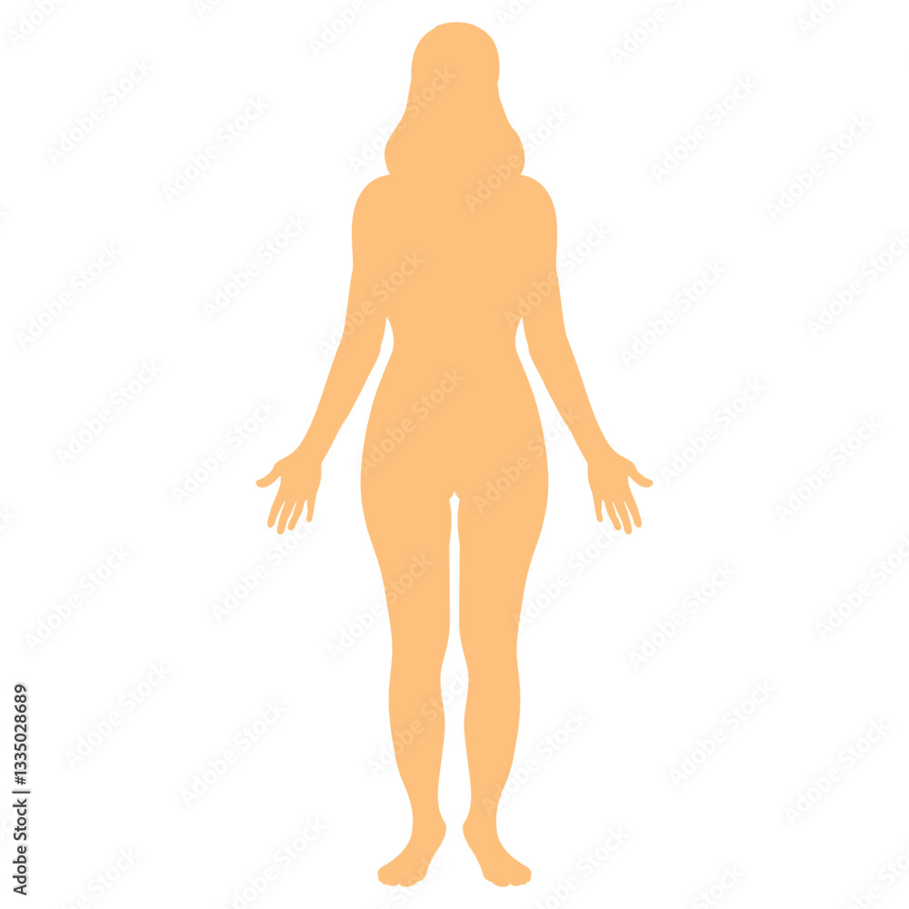 Fototapeta premium Female full body human anatomy silhouettes Medical and scientific concept