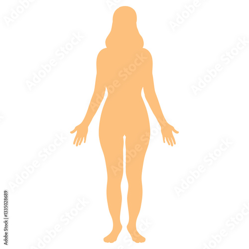 Female full body human anatomy silhouettes Medical and scientific concept