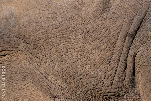 Asian elephant skin close up detail, textured background