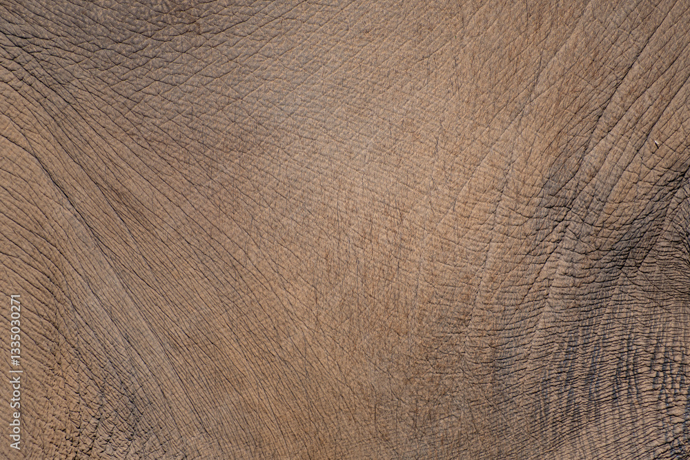 Asian elephant skin close up detail, textured background