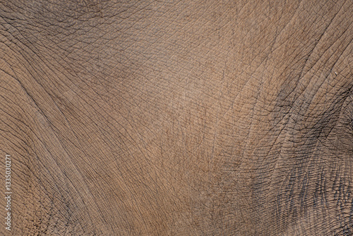 Obraz na płótnie Asian elephant skin close up detail, textured background w salonie