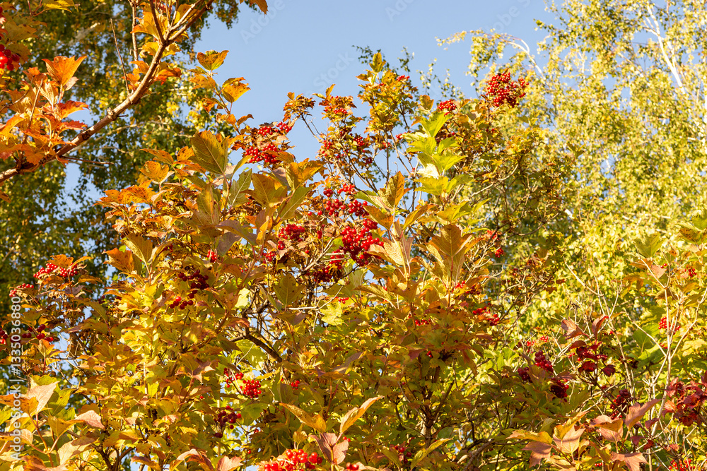 Bright red berries among colorful autumn leaves. Vibrant autumn nature scene. Close-up, perfect for seasonal content. Bright red berries among colorful autumn leaves. Vibrant autumn nature scene. Close-up, perfect for seasonal content.