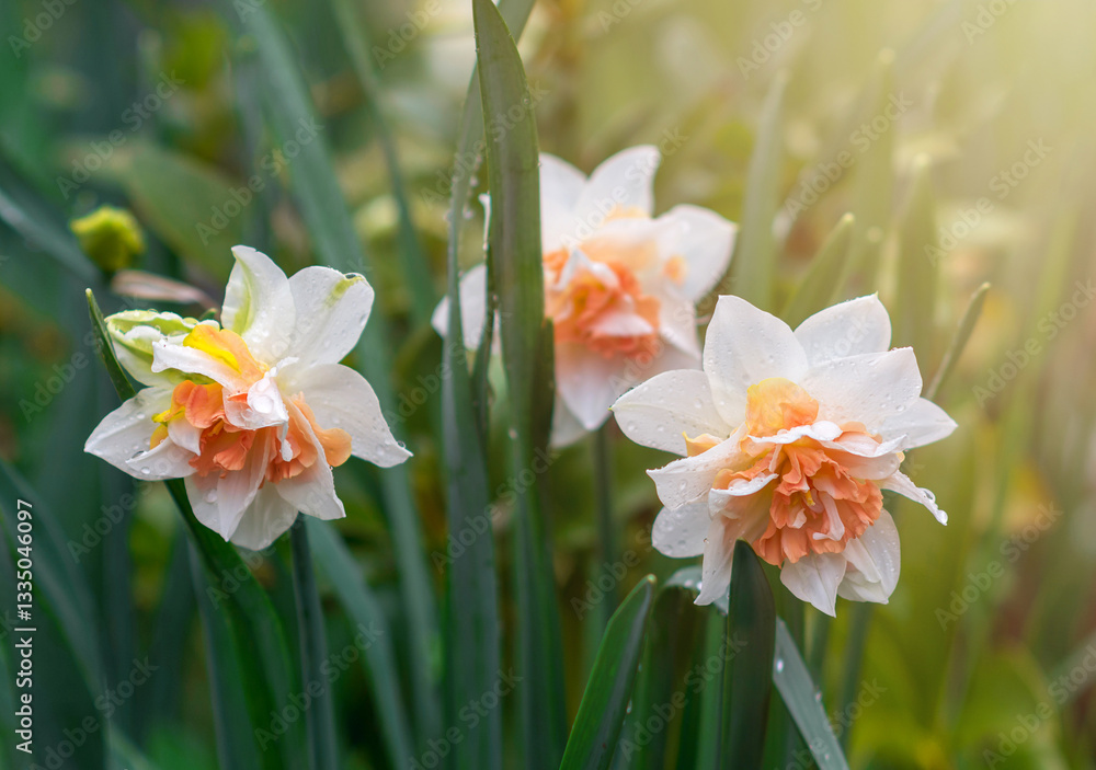 Naklejka premium Yellow and white narcissus flowers bloom in spring. Fresh daffodils. Blooming narcissus in the garden. Spring background with beautiful daffodils.
