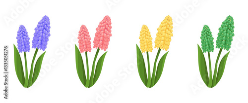 Set of muscari flowers, vector, on transparent background