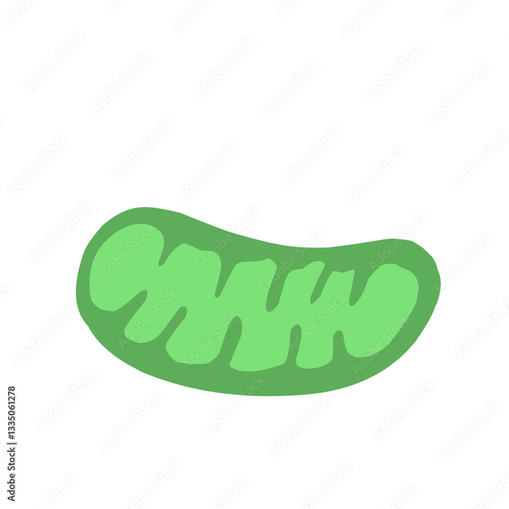 mitochondria mitochondria