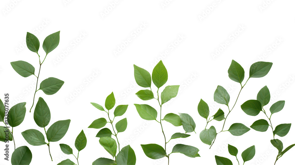 Obraz premium Elegant green foliage with varying leaf shapes and sizes on a black background, showcasing nature's beauty.