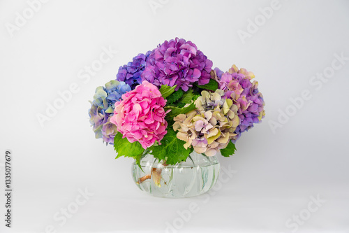 Colourful hydrangeas in glass vase