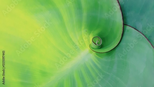 spiral sprout of a large green leaf