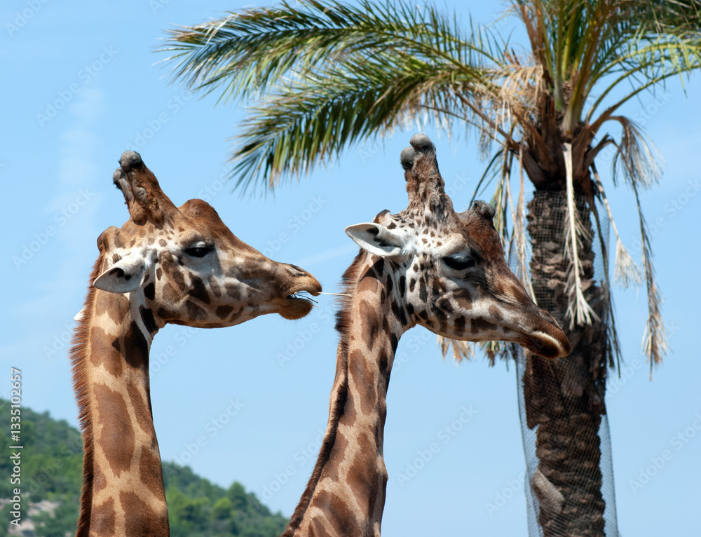 Obraz premium Giraffe