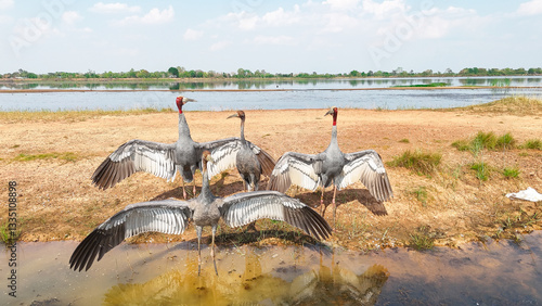 Sarus Crane from thailand. Thai bird. Sarus crane in Thailand. Antigone antigone.