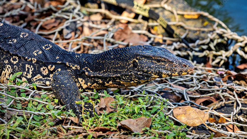 Fototapeta premium A bengal monitor lizard from Sri Lanka