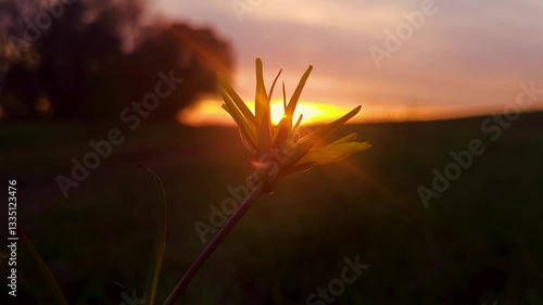 Breathtaking moment, a flower that covers the sunset, a beautiful evening, yellow flower. 