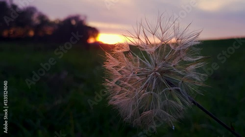 Breathtaking moment, a flower that covers the sunset, a beautiful evening, blowball.