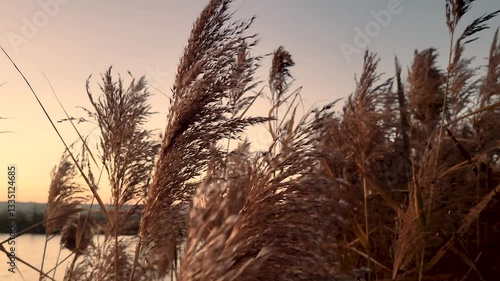 Breathtaking moment, calamus at the sunset, a beautiful evening. 