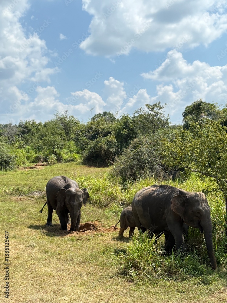 Fototapeta premium Sri Lanka travel trip jungle