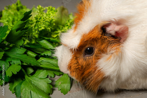 Guinea pig sits on concrete floor next to sprigs of parsley and lettuce. Close-up.