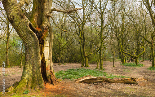 Burton wood with storm damaged tree and footpath. Beverley, UK.