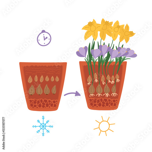 Flower bulbs lasagna technology in flat cartoon design. Layers planting in pot of narcissus, crocus and other first spring plants in cut view. Gardening and seasonal flowerpots. Vector illustration