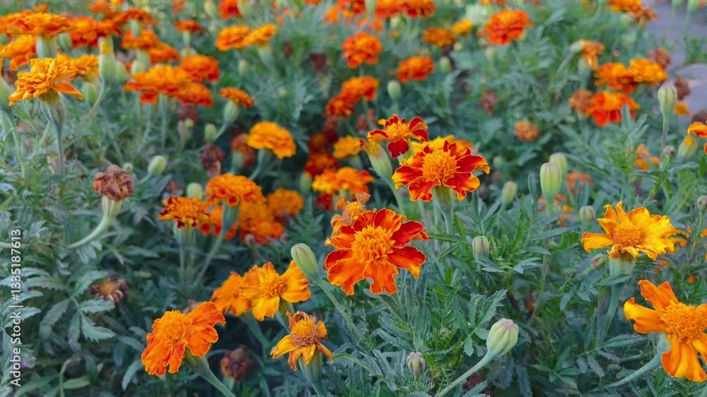 red and yellow marigolds growing in a flower garden
red and yellow marigolds growing in a flower garden
