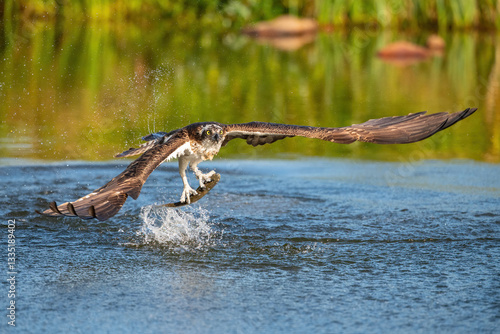 Osprey (Pandion haliaetus). Bird emerging from the water with a fish in its talons. Rippling blue lake with lush green reflections in the background. Intense dramatic hunting moment.