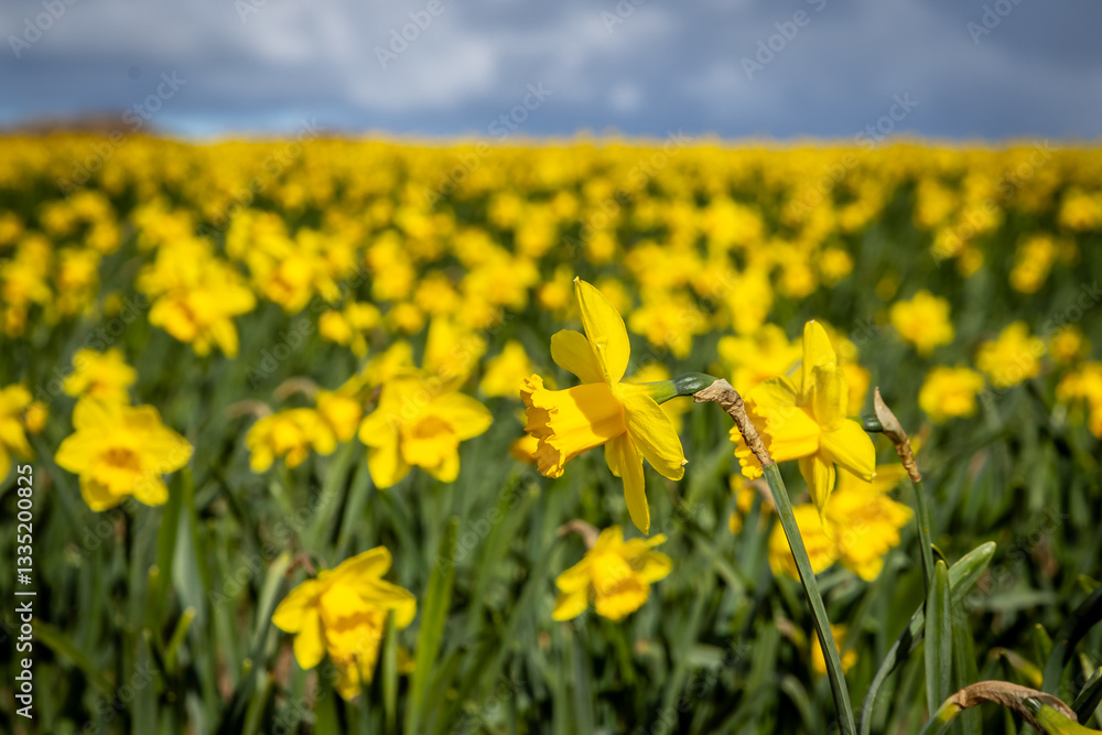 A field of daffodils growing in Pembrokeshire on a sunny spring day, with selective focus A field of daffodils growing in Pembrokeshire on a sunny spring day, with selective focus