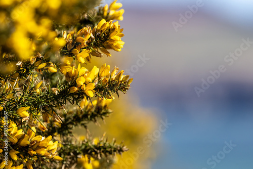 A close up of a vibrant gorse bush blooming in the spring sunshine photo