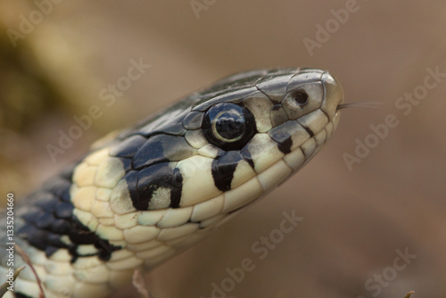 grass snake, head, snake, natrix, natrix natrix, oso, pupil, round, yellow, black, scales, tongue, close-up, grass