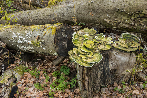 dead wood, fungi, decomposition of matter, wood decay, putrefactive processes, saproxylobionts, fungus, parasitic fungi, dead tree, mushroom, forest, closeup, bark, laying