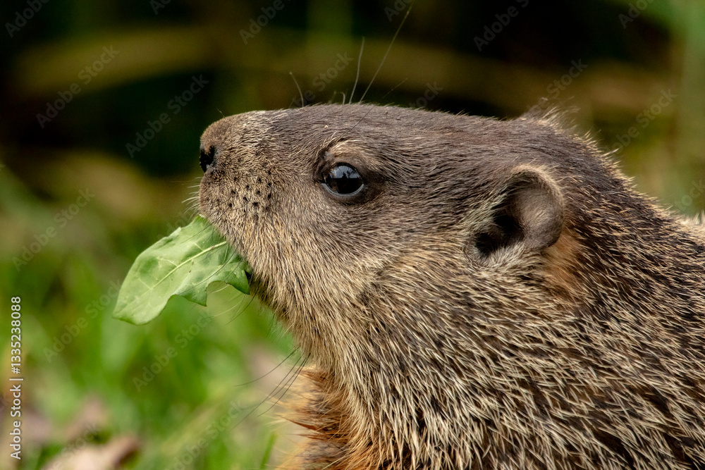 Fototapeta premium closeup shot of young woodchuck munching on greenery