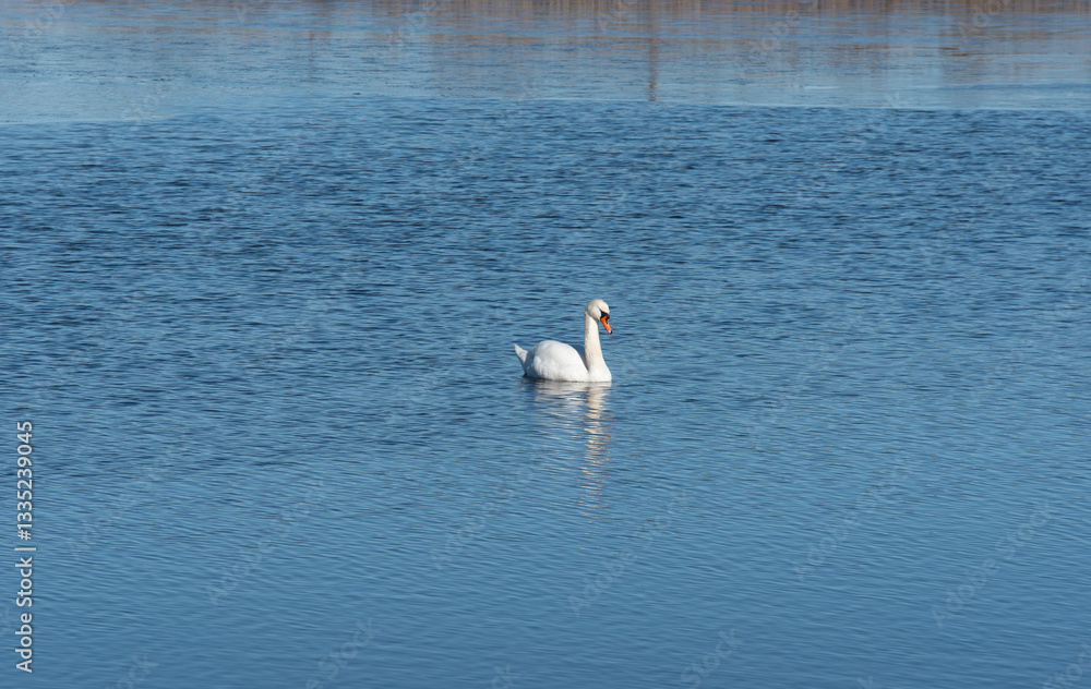 A single white swan glides gracefully on a calm blue lake, reflecting on the water's surface in a peaceful natural setting. A single white swan glides gracefully on a calm blue lake, reflecting on the water's surface in a peaceful natural setting.