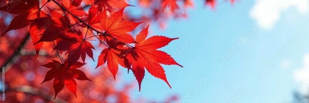 Crimson red maple leaves cluster on branches against a clear autumn sky, landscape, fall, plant Crimson red maple leaves cluster on branches against a clear autumn sky, landscape, fall, plant