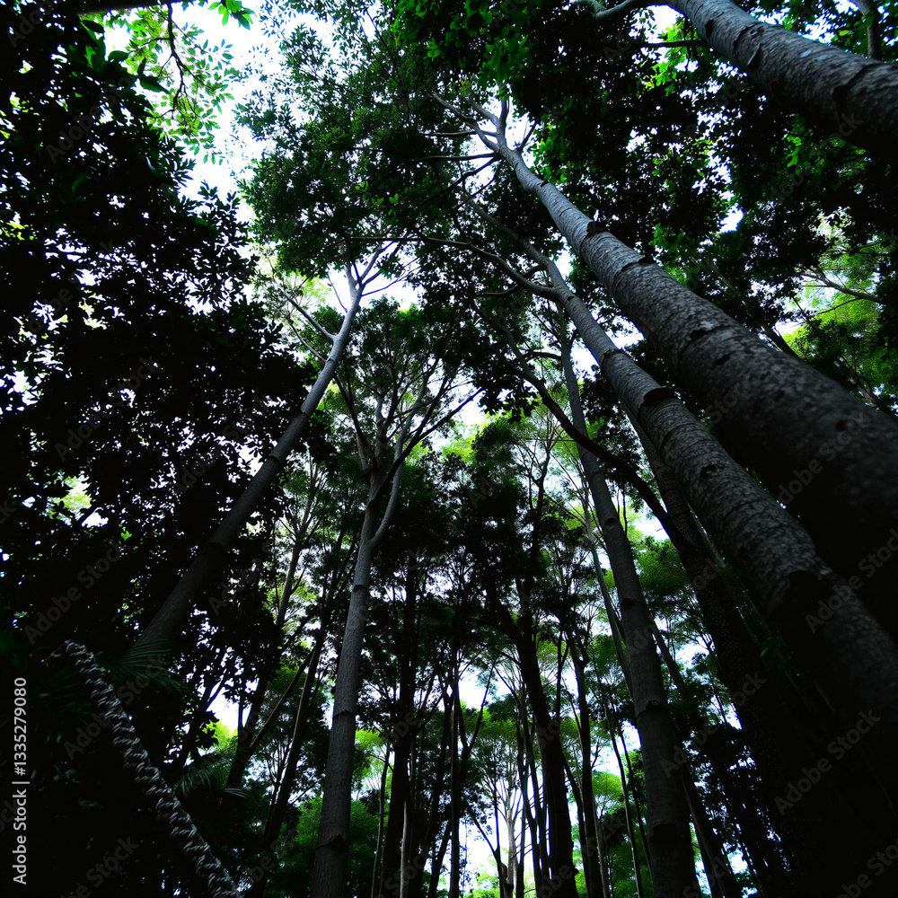 Fototapeta premium Towering Trees Enfold the Viewer in a Lush, Serene Bower
