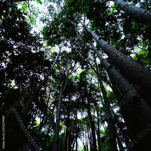 Towering Trees Enfold the Viewer in a Lush, Serene Bower
