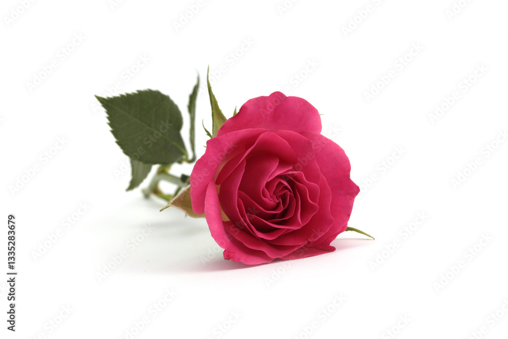 Fototapeta premium Close-up pink color Rose flower bud, leaf with light shadow on white. Natural background.