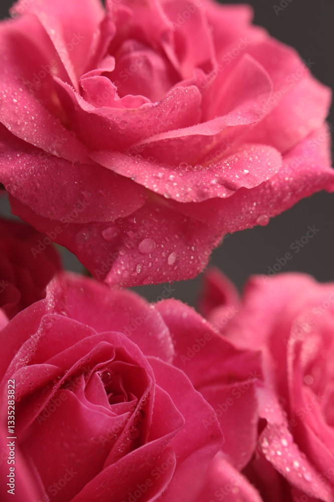 Smoke Close-up Selective soft focus red, pink Rose flower bud with water drop on gray black. Natural blur background. Smoke Close-up Selective soft focus red, pink Rose flower bud with water drop on gray black. Natural blur background.