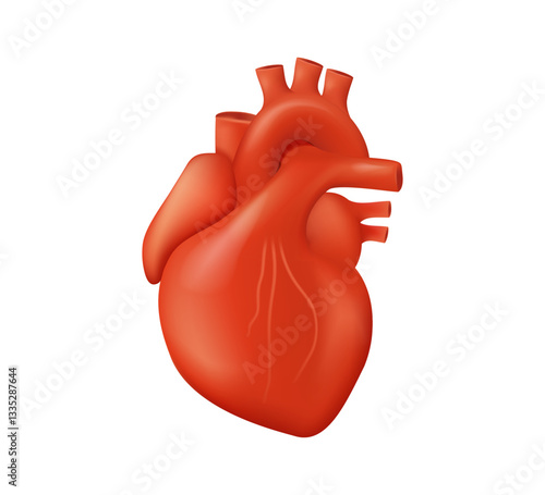 Human Heart illustration. Herat organ icon. Anatomically correct human heart with venous system, aorta and artery. 3D illustration for medical applications, educational sites, websites. Medical