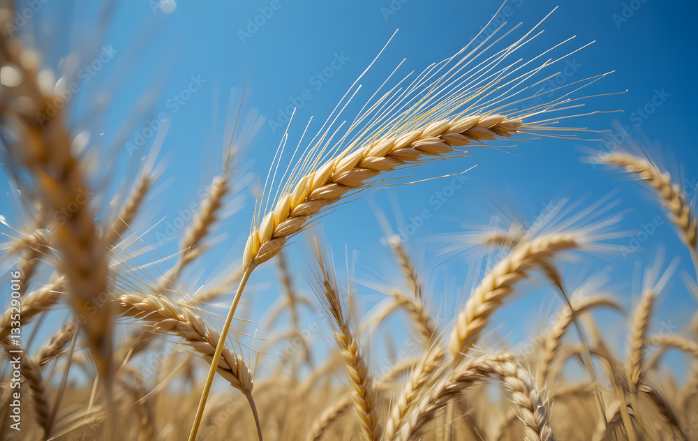 wheat, field, agriculture, cereal, grain, crop, nature, plant, harvest, ear, sky, farm, food, summer, corn, yellow, rural, rye, gold, seed, bread, blue, ripe, farming, growth wheat, field, agriculture, cereal, grain, crop, nature, plant, harvest, ear, sky, farm, food, summer, corn, yellow, rural, rye, gold, seed, bread, blue, ripe, farming, growth
