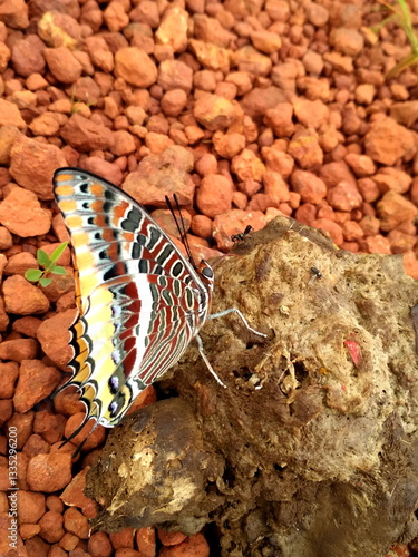 butterfly on stone