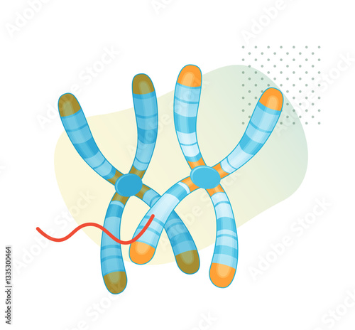 Chromosome - long DNA molecule with proteins - Stock Illustration
