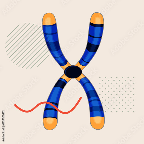 Chromosome - long DNA molecule with proteins - Stock Illustration